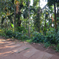 Image Gallery of Bananki Estate Homestay