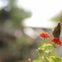 Image Gallery of Honey Dews Exotica Resort