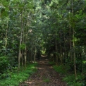 Image Gallery of Misty Woods Resort