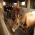 Image Gallery of Camp Coorg Homestay