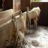 Image Gallery of Camp Coorg Homestay