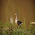 Image Gallery of Camp Coorg Homestay