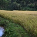 Image Gallery of Birds Nest Homestay