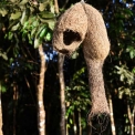 Image Gallery of Birds Nest Homestay