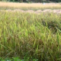 Image Gallery of Birds Nest Homestay