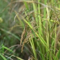 Image Gallery of Birds Nest Homestay