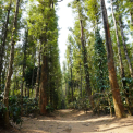 Image Gallery of Coorg Little Jungle Homestay