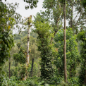 Image Gallery of Elakki Valley Retreat