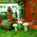 Image Gallery of Nesting Grounds