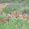 Image Gallery of Saaranga Homestay