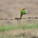 Image Gallery of Saaranga Homestay