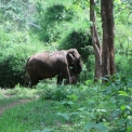 Image Gallery of Saaranga Homestay